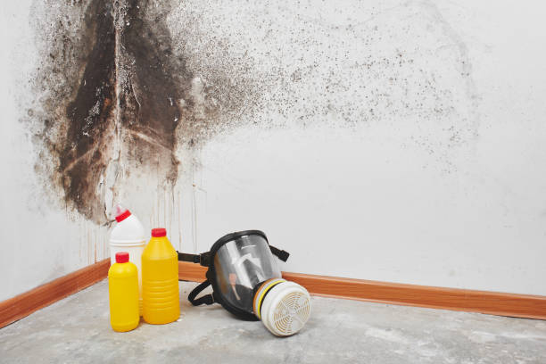 Best Commercial Mold Remediation in Los Molinos, CA