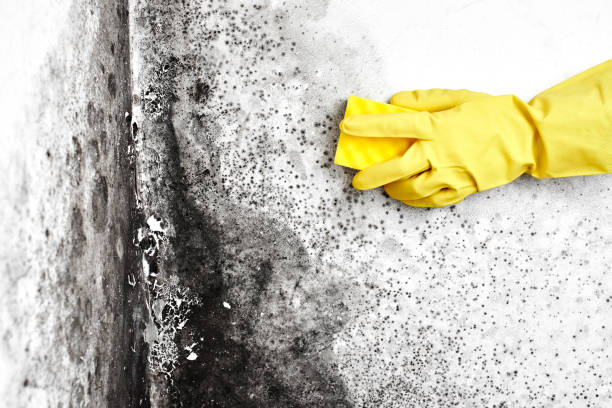 Best Residential Mold Remediation in Los Molinos, CA