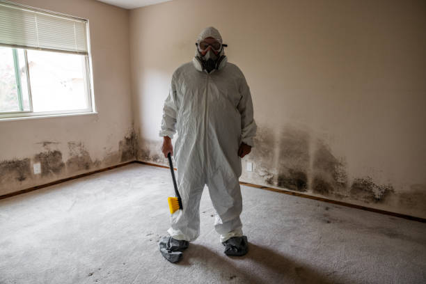 Reliable Los Molinos, CA Mold Remediation Solutions